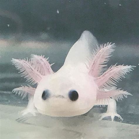 Sep 6, 2022 · Learn the requirements of baby axolotls, how to breed them, and how to care for them from eggs or pet store. Find out the best tank size, water temperature, substrate, and food for your baby axolotls. 